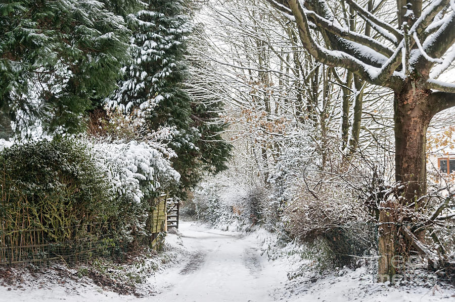 Path Through The Snow Photograph by Ann Garrett