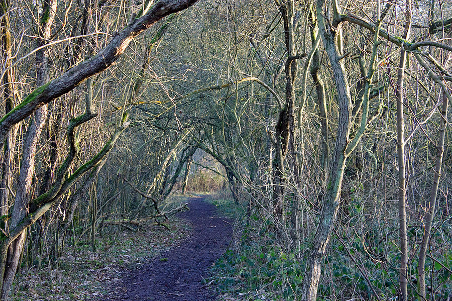 Path through the woods Photograph by Tony Murtagh