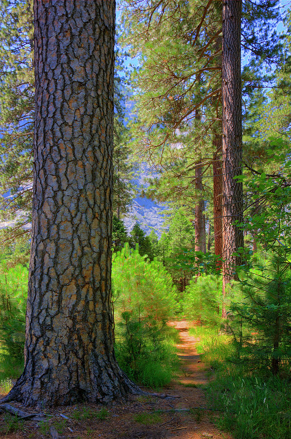 Path Through Woods, Yosemite National Photograph by Ed Freeman