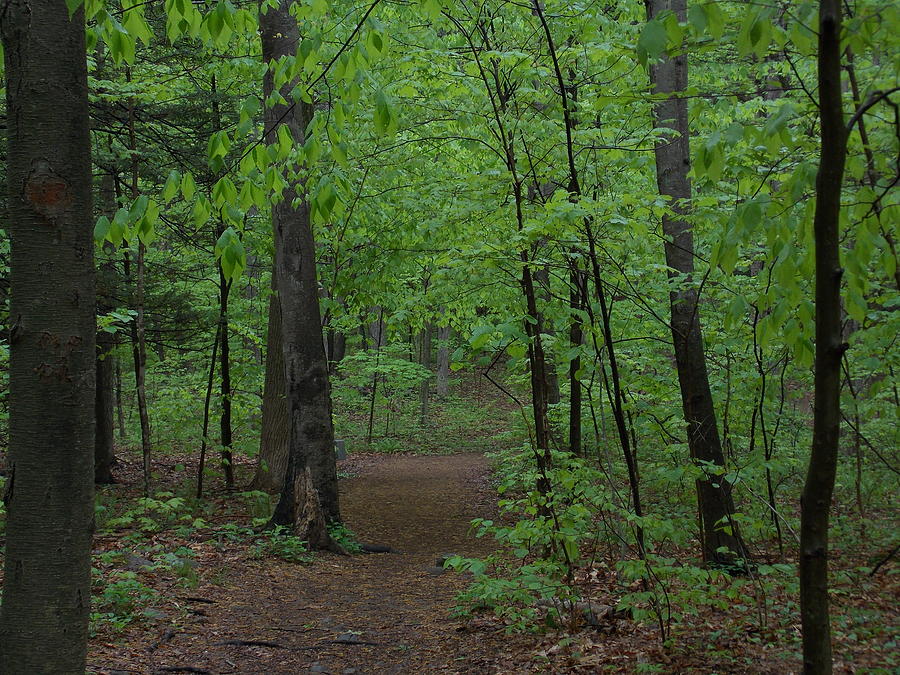 Path thru the Forest Trees Photograph by Catherine Gagne