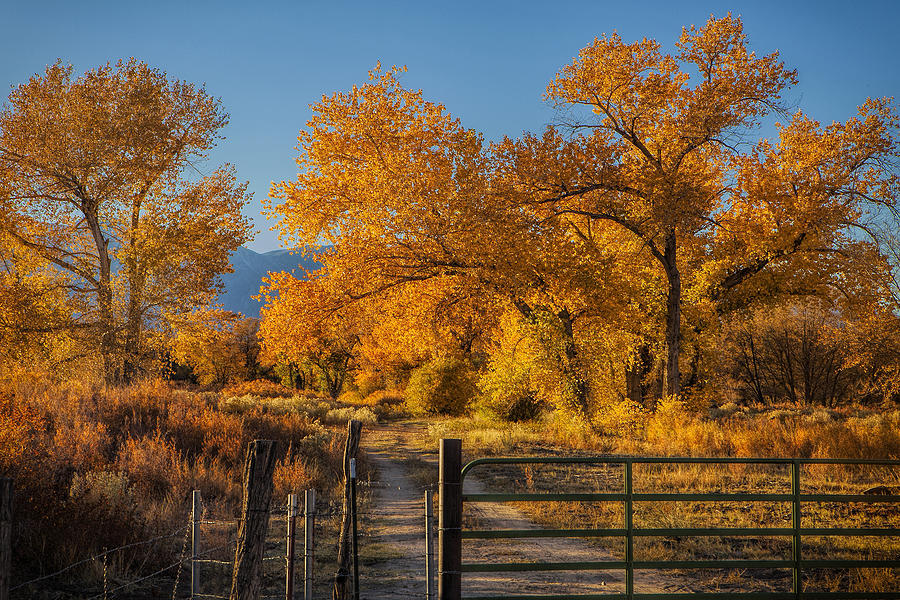 Fall Photograph - Path to Autumn by Andrew Soundarajan