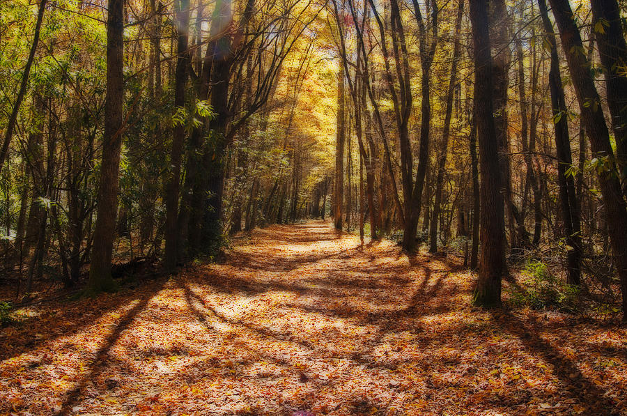 Path Through The Forest Photograph by Michael Whitaker