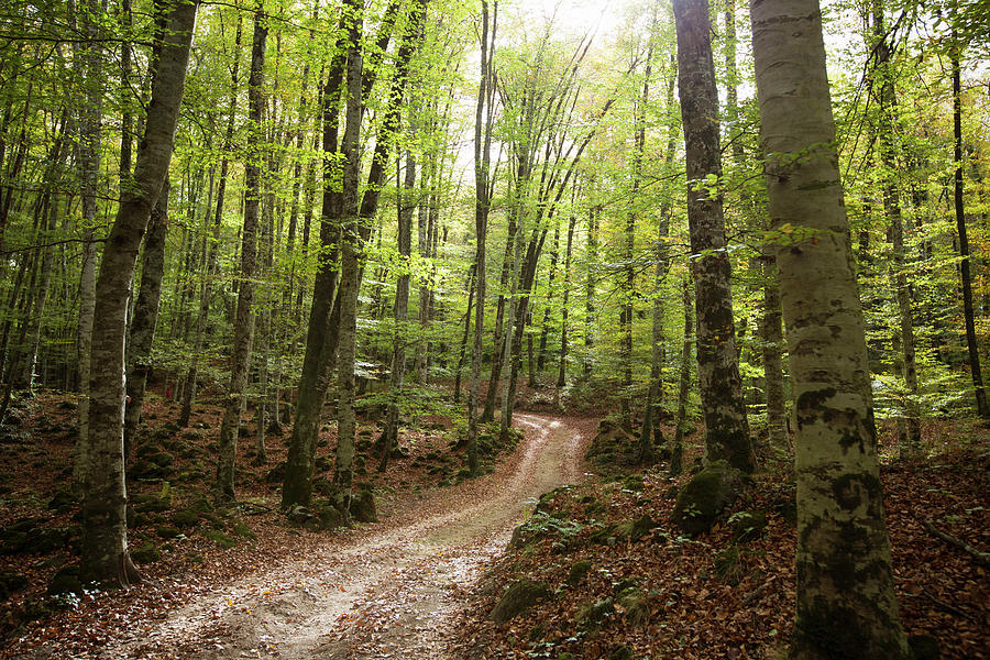 Path To The Beech Forest Photograph by Xavier Arnau Serrat