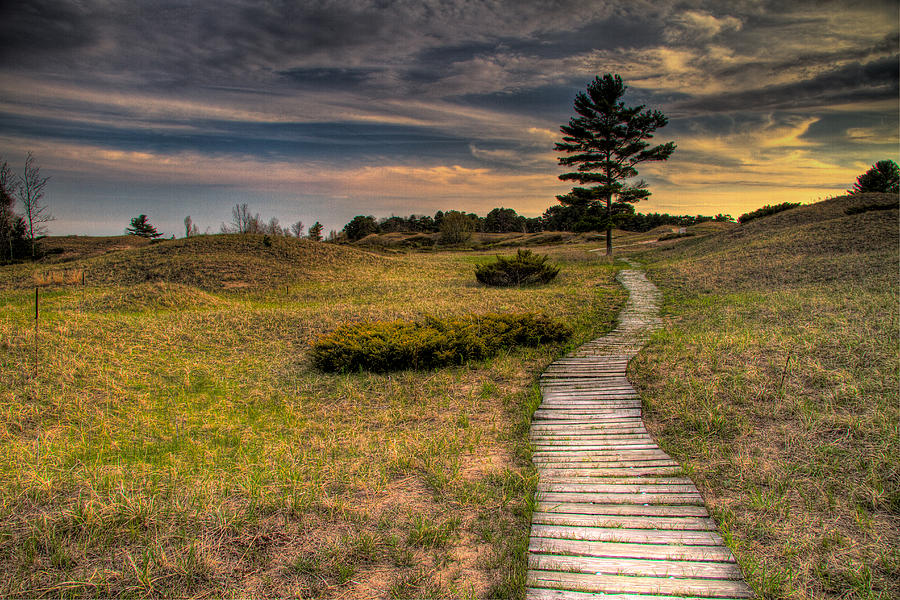 Path To The Pine Photograph