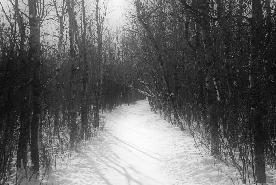Path - Winter - Assiniboine Forest Photograph by Desmond Raymond
