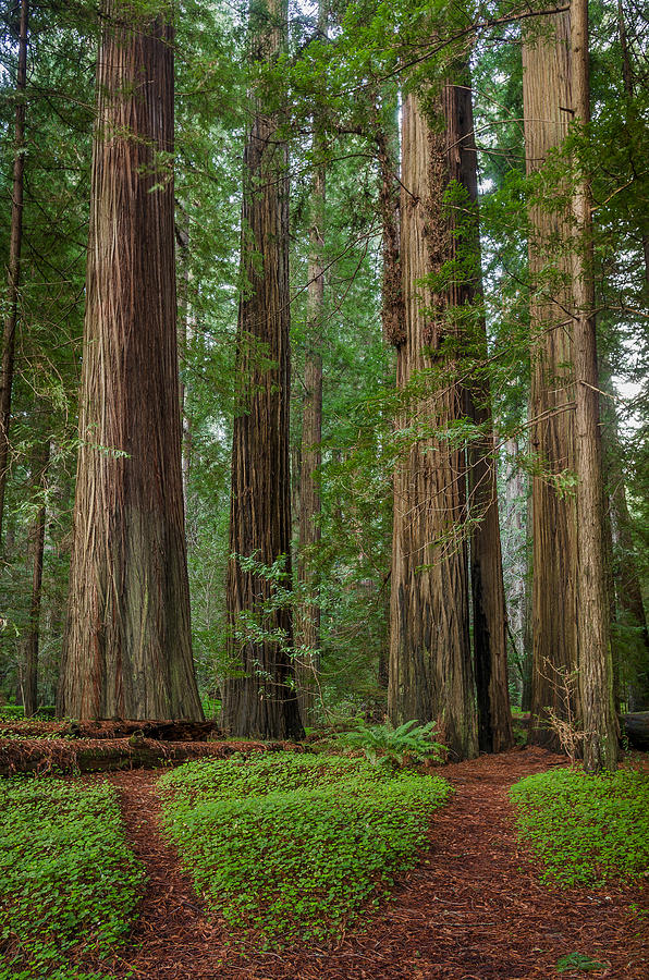 Paths to Redwoods Photograph by Greg Nyquist