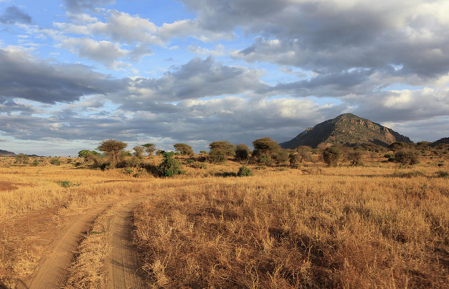Path,tsavo National Park, Kenya Photograph by Vincenzo Lombardo