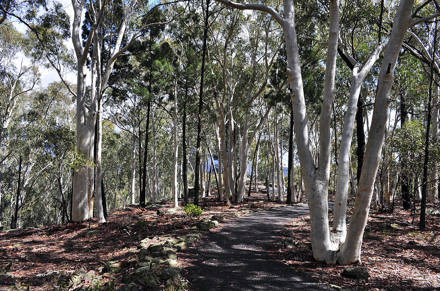 Pathway Among The Gum Trees Photograph