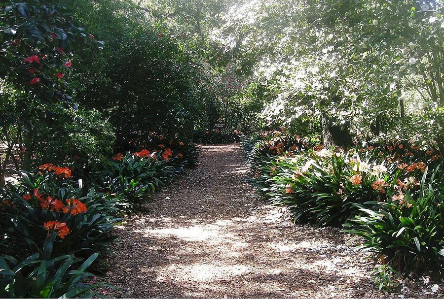 Pathway of Clivias  Photograph by Marian Jenkins