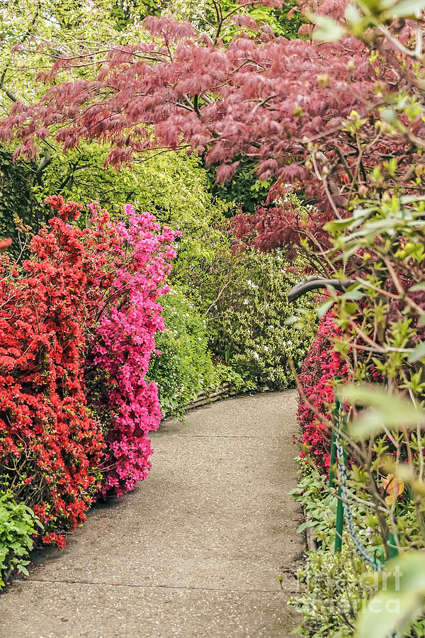 Pathway of Monet Photograph by Elvis Vaughn
