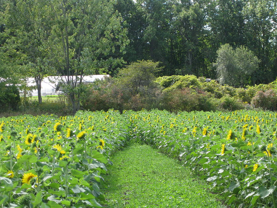 Pathway Of Sunflowers Photograph by Elisabeth Ann