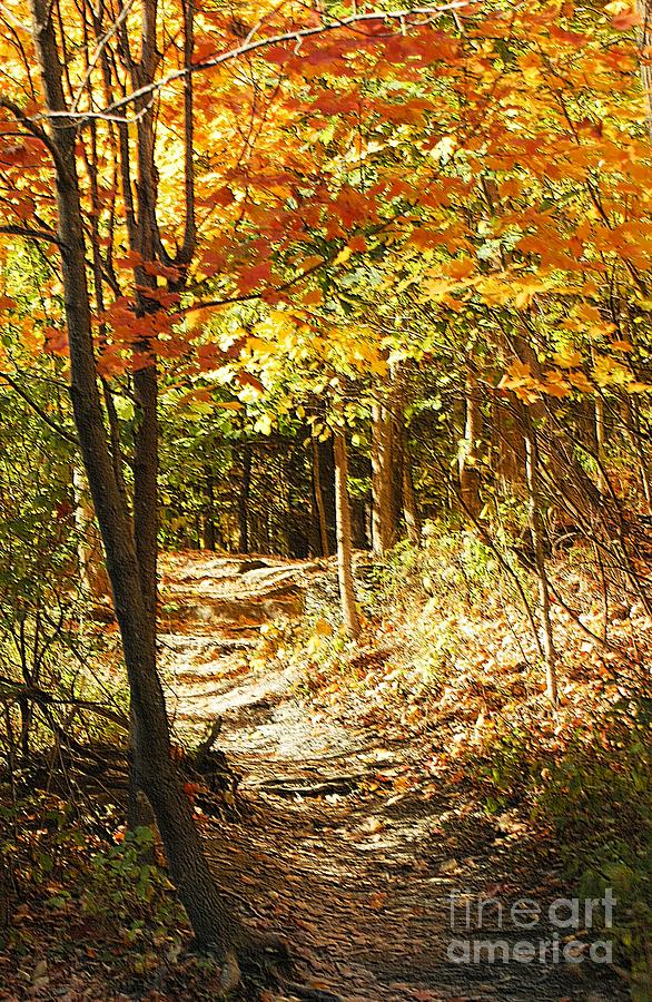 Fall Photograph - Pathway Through The Woods by Kathleen Struckle