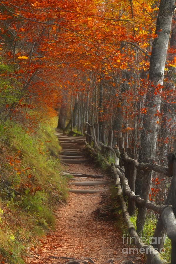 Pathway to Autumn Photograph by Benanne Stiens