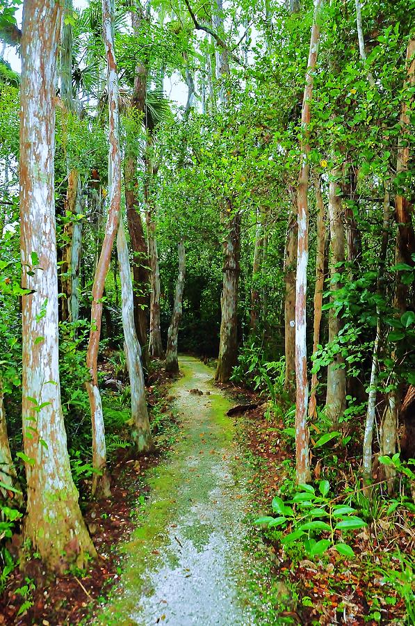 Pathway to the Rainforest Photograph by Kicking Bear  Productions