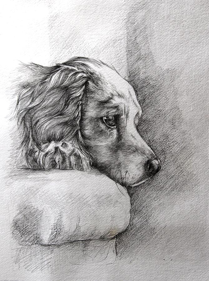 Patience Drawing by Ann Pease Fine Art America