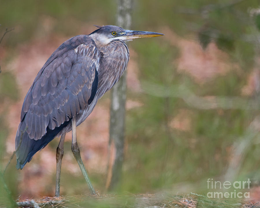 Patience Photograph by Dale Nelson - Fine Art America