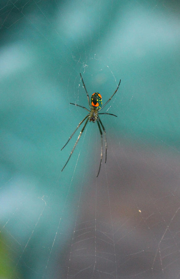 Spider Photograph - Patient Neon Predator by Brandy Nicole Stenstrom