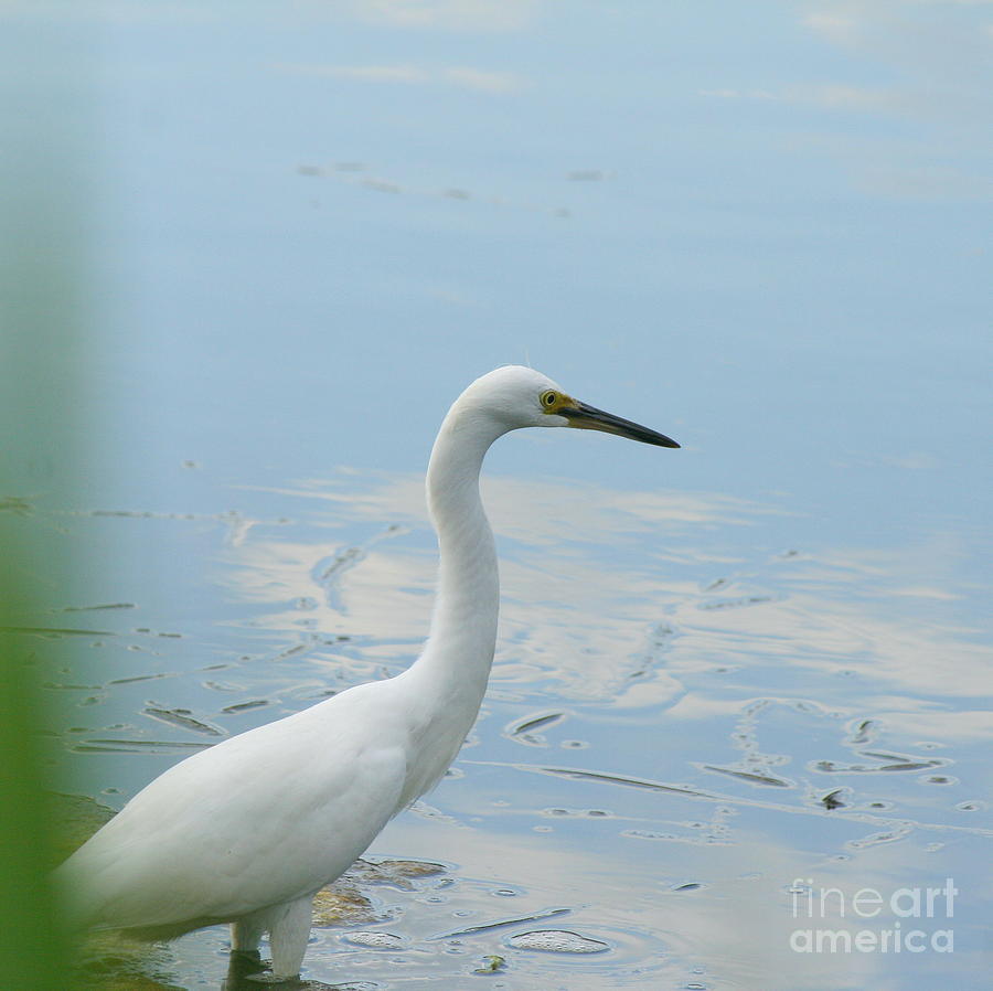 Egret Photograph - Patiently Wading  by Neal Eslinger