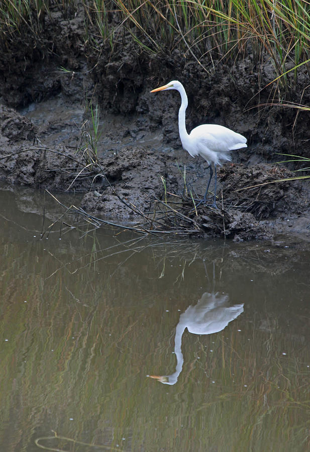 Patiently Waiting III Photograph by Suzanne Gaff - Fine Art America