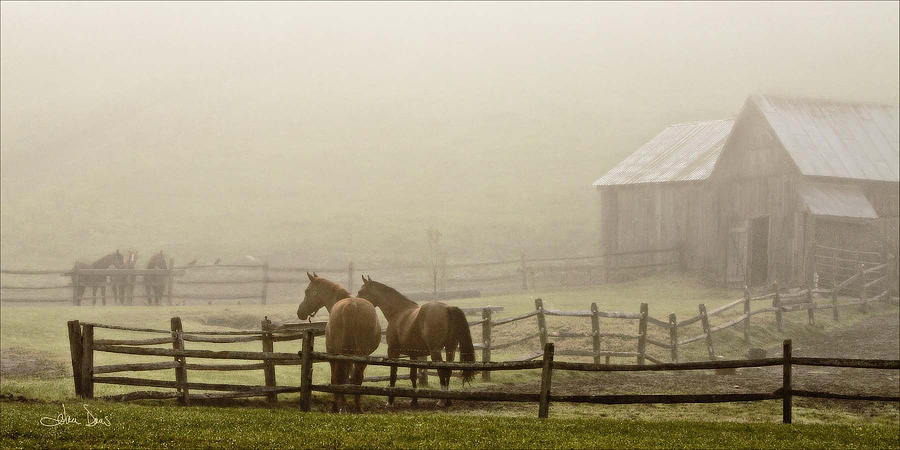 Horse Photograph - Patiently Waiting by Joan Davis