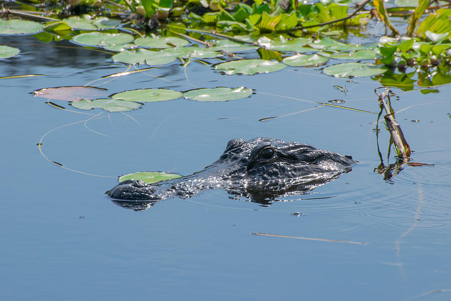 Alligator In Waiting Photograph by Robert VanDerWal - Fine Art America