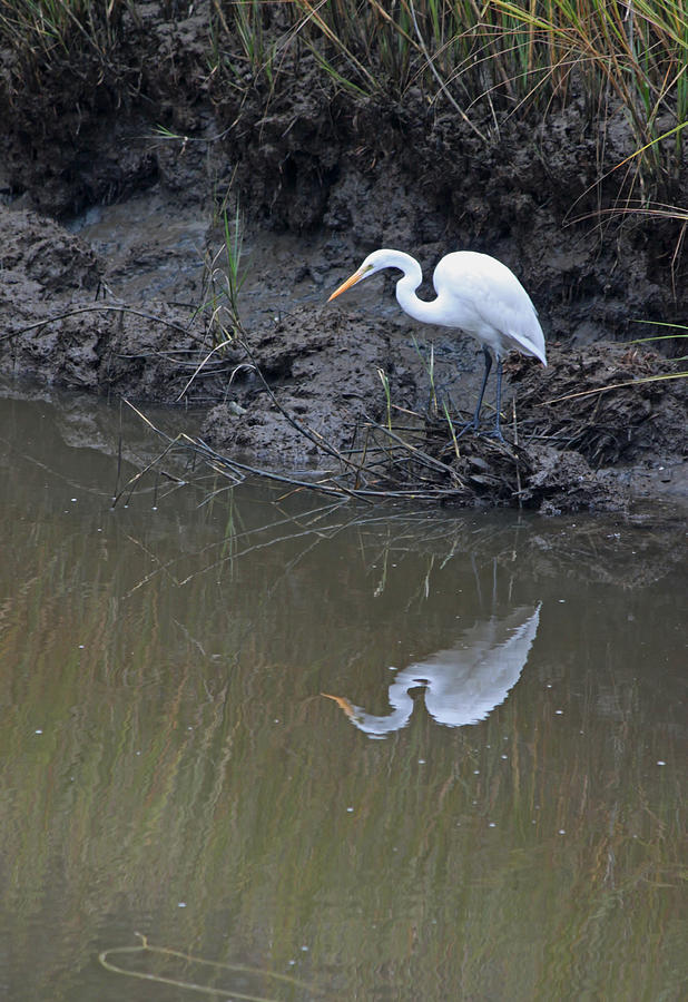 Patiently Waiting Photograph By Suzanne Gaff - Fine Art America