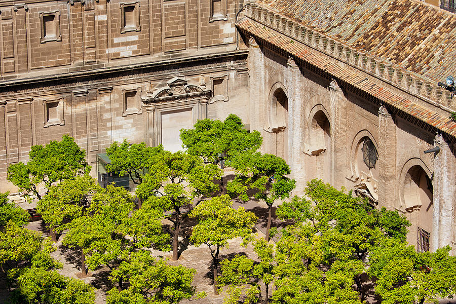 Tree Photograph - Patio de los Naranjos of Seville Cathedral by Artur Bogacki