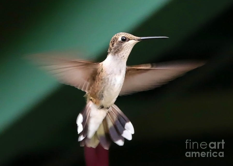 Hummingbird Photograph - Patio Hummer by Carol Groenen