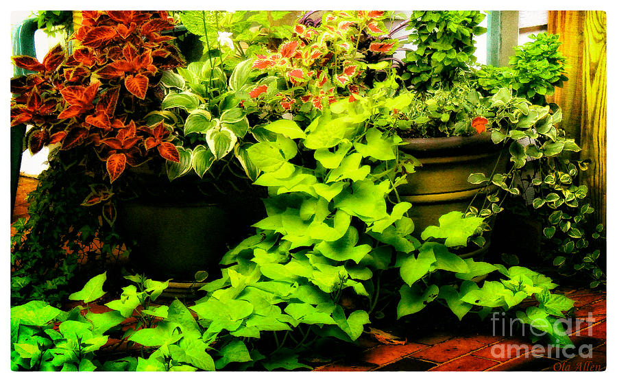 Patio Plants Photograph by Ola Allen