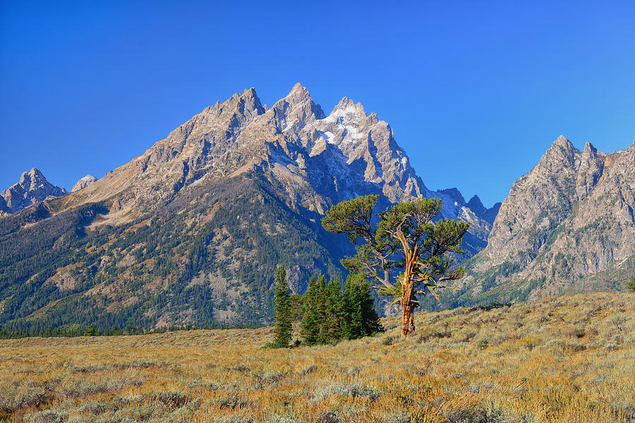 Grand Teton National Park Photograph - Patriarch Tree and the Cathedral Group by Greg Norrell