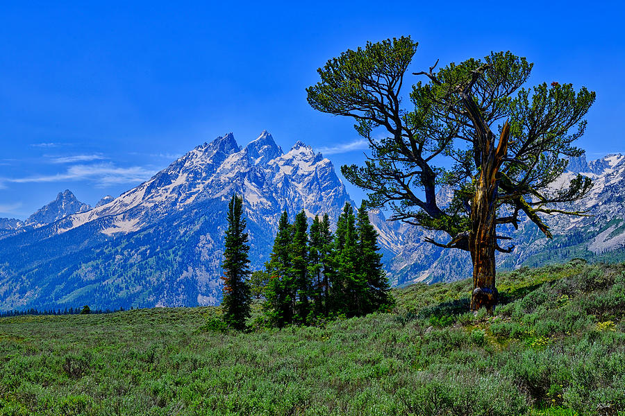 Grand Teton National Park Photograph - Patriarch Tree by Greg Norrell