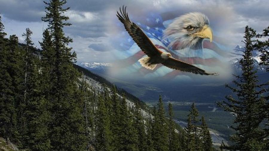 Patriot American Eagle Digital Art by Kelly M Turner