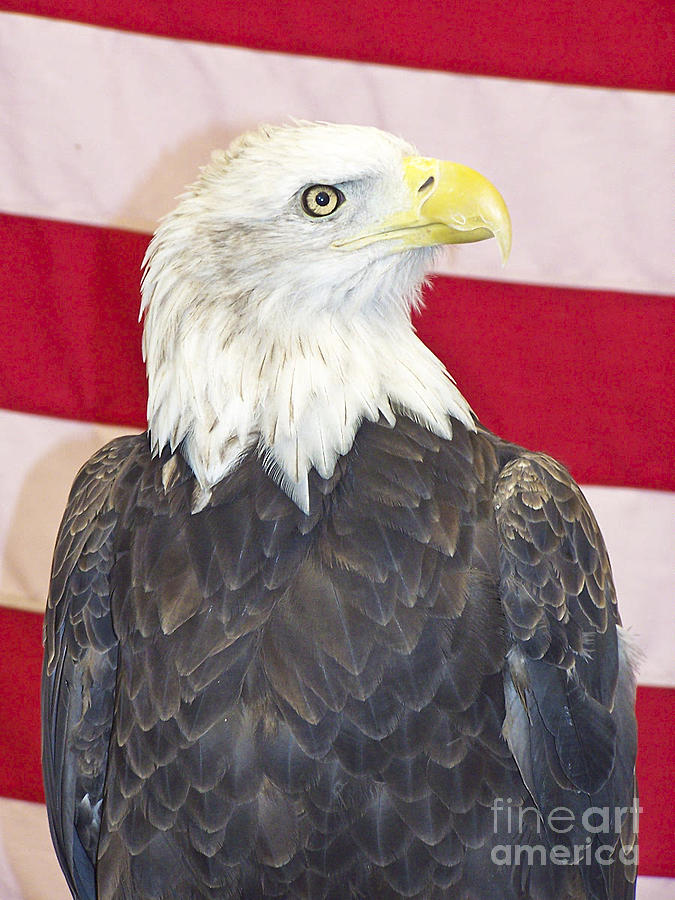 Patriotic Bald Eagle Photograph by Tom Doud