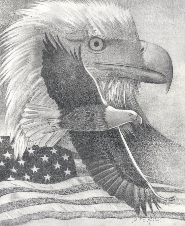 American Bald Eagle Drawing by Dustin Miller