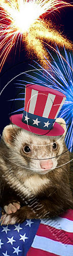 Independence Day Photograph - Patriotic Ferret # 510 by Jeanette K