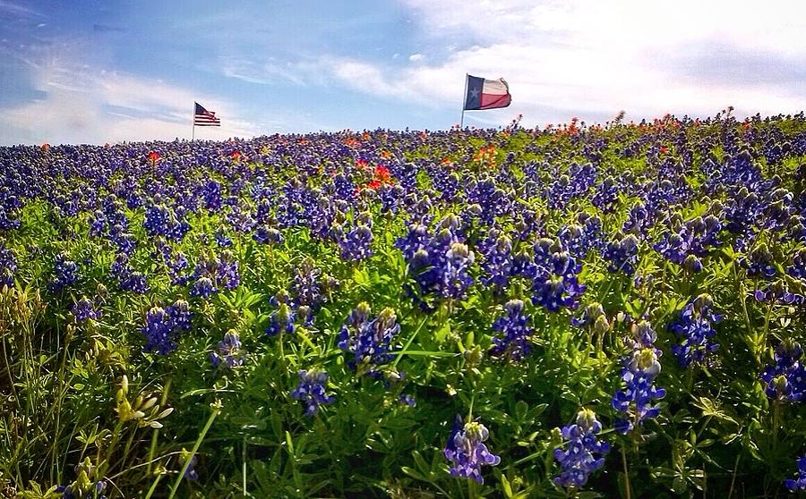 Patriotic Flowers Photograph by Randall Witten - Fine Art America