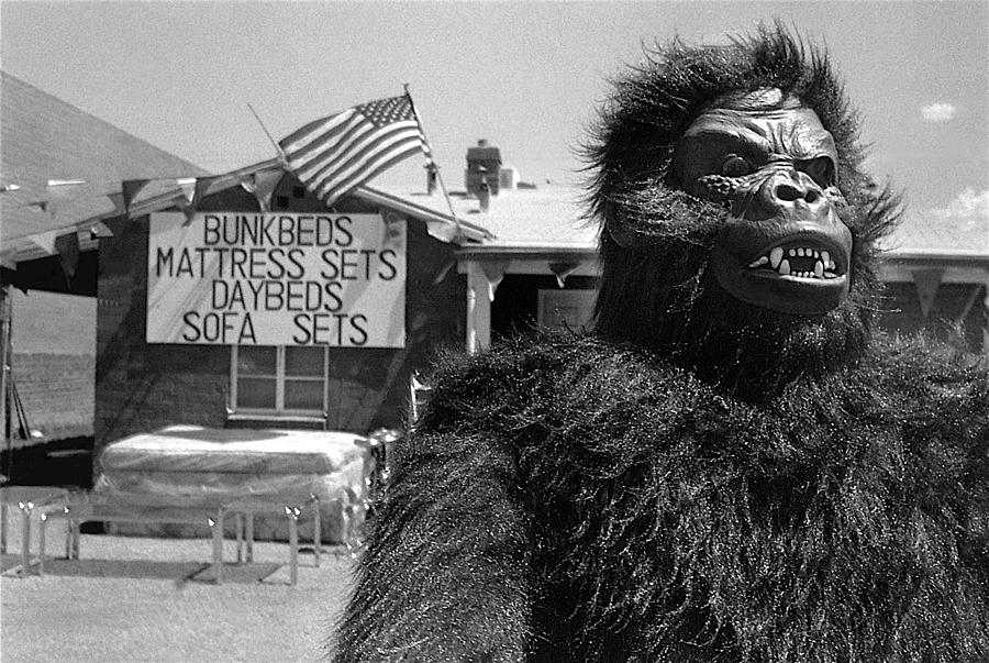 Patriotic gorilla pitchman July 4th mattress sale Tucson Arizona 1991 black and white Photograph by David Lee Guss