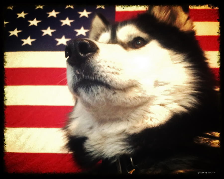 Patriotic Husky Photograph by Christina Ochsner
