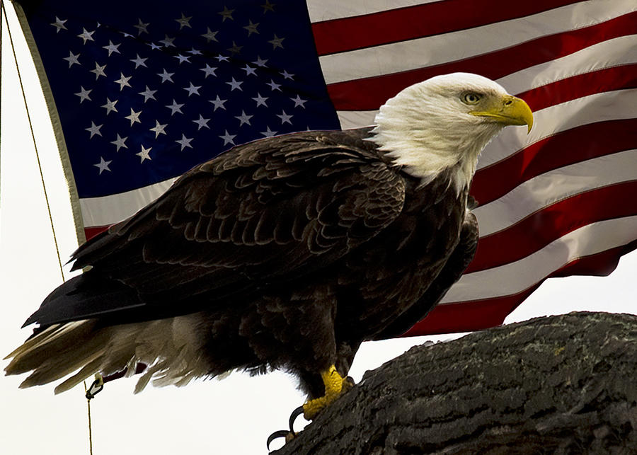 Patriotic Photograph by Kate Murphy - Fine Art America