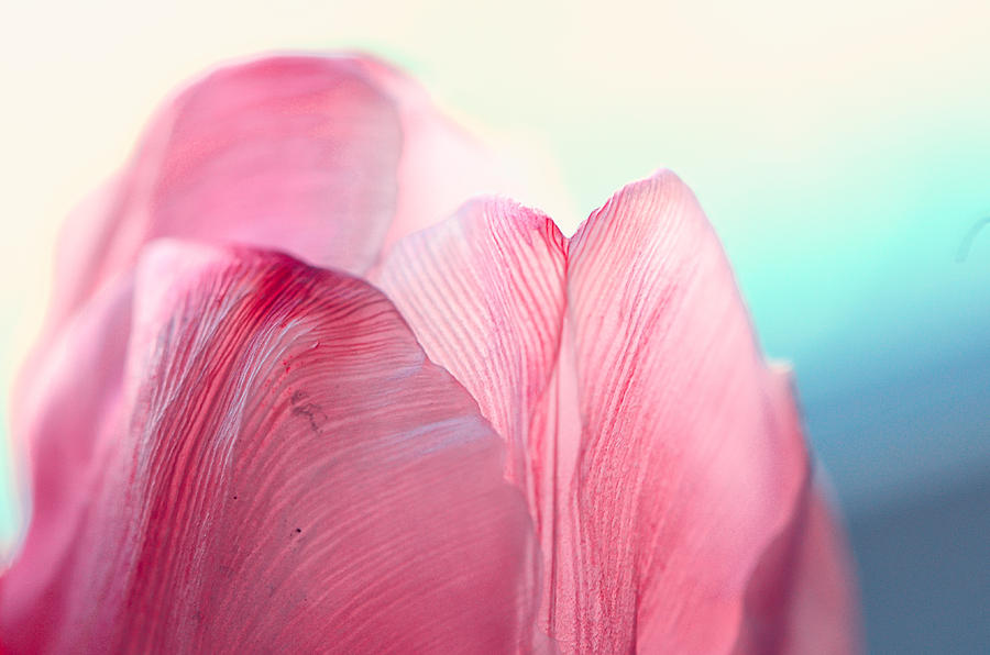 Tulip Photograph - Patriotic by Lynn Langmade