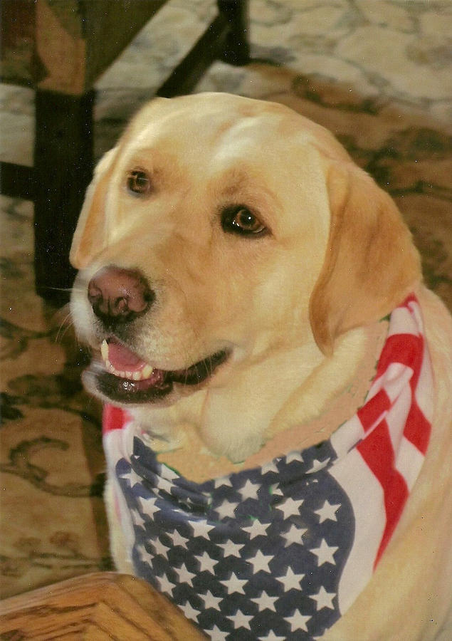 Patriotic Pup Photograph by Dody Rogers