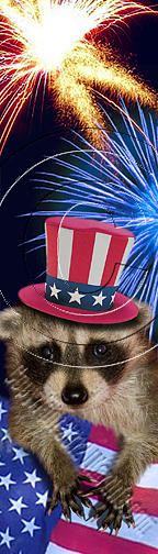Independence Day Photograph - Patriotic Raccoon # 513 by Jeanette K