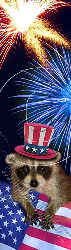 Independence Day Photograph - Patriotic Raccoon # 514 by Jeanette K