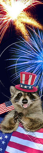 Independence Day Photograph - Patriotic Raccoon # 518 by Jeanette K