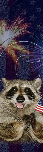 Independence Day Photograph - Patriotic Raccoon # 525 by Jeanette K