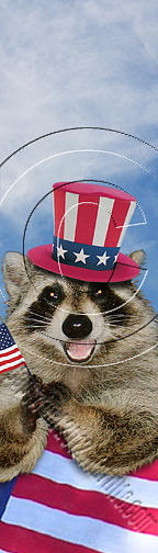 Independence Day Photograph - Patriotic Raccoon # 527 by Jeanette K