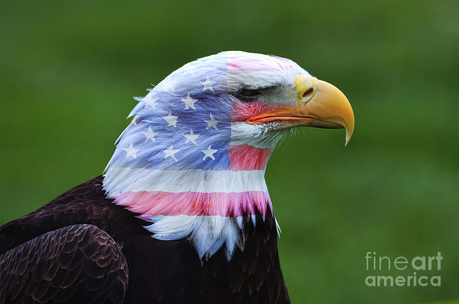 Patriotic USA bald eagle Photograph by Steev Stamford