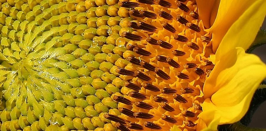 Sunflower Photograph - Pattern in Nature by Bruce Bley