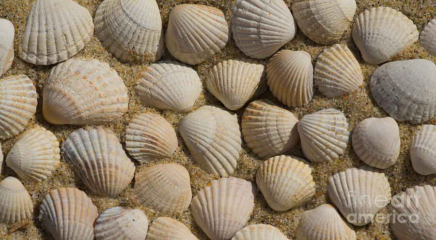 Pattern made out of shells Photograph by Jaroslaw Blaminsky