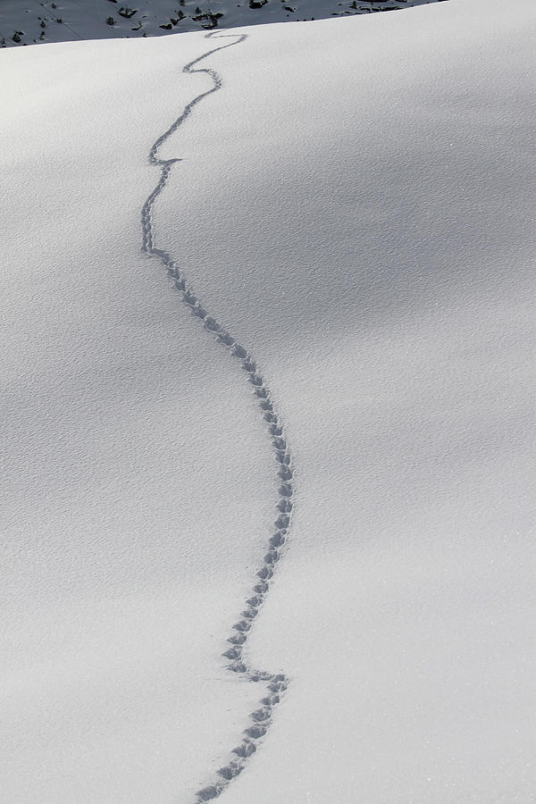 Pattern Of Footprints On Snow Photograph by Gerhard Fitzthum